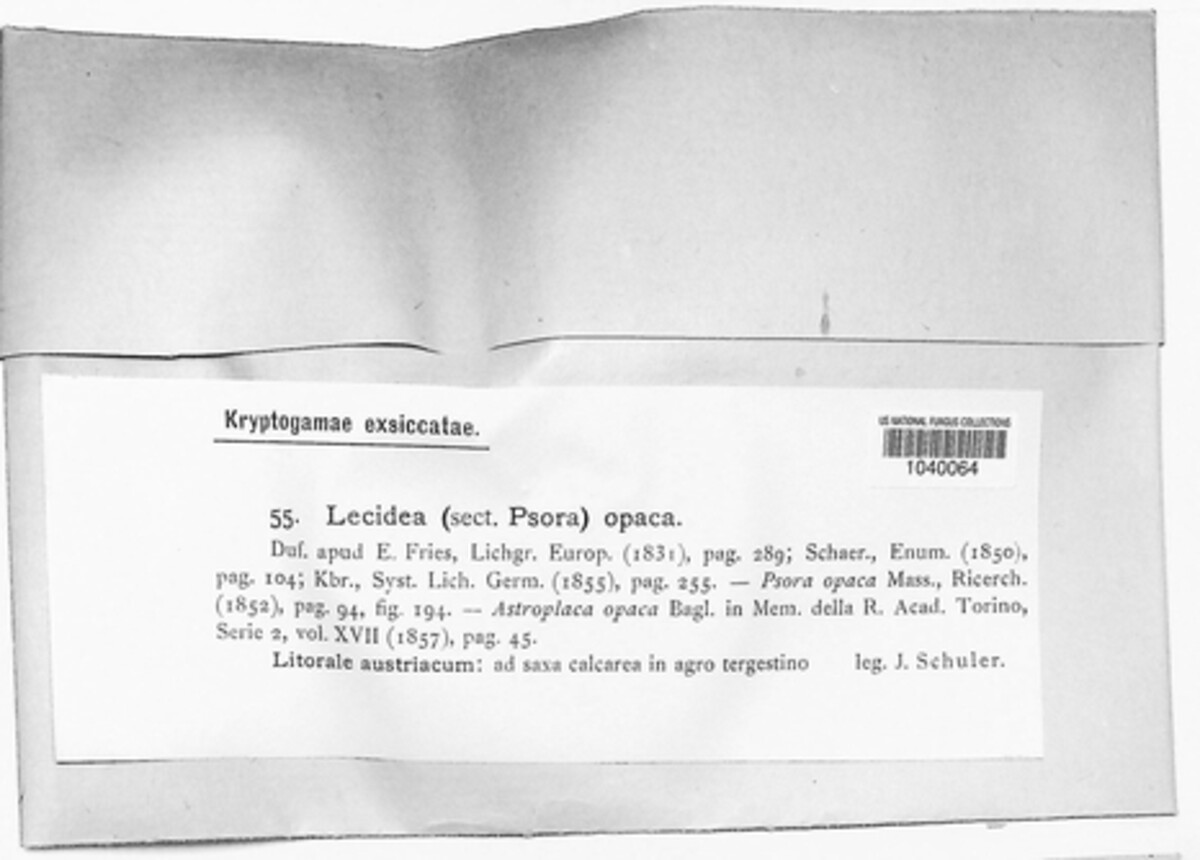 Placolecis opaca image